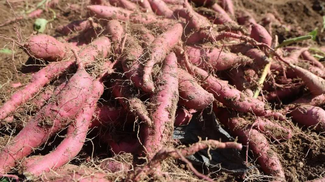 Hatay’da Tatlı Patatesin Şifa Dolu Yolculuğu Başladı! 1